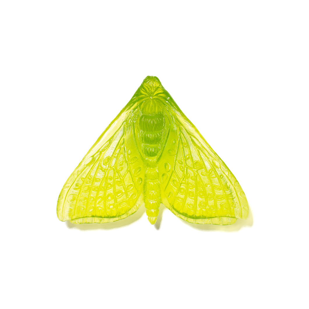 Pūriri Moth - Wings In