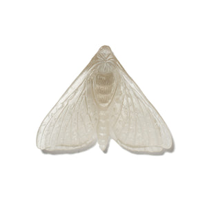 Pūriri Moth - Wings In