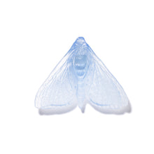 Load image into Gallery viewer, Pūriri Moth - Wings In

