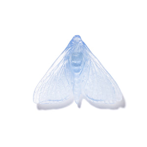 Pūriri Moth - Wings In