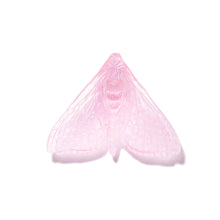 Load image into Gallery viewer, Pūriri Moth - Wings In
