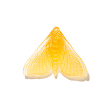 Load image into Gallery viewer, Pūriri Moth - Wings In
