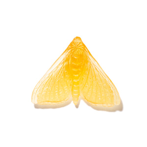 Pūriri Moth - Wings In