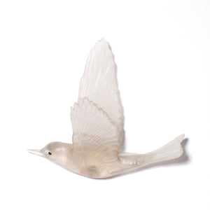 Pipiwharauroa / Shining Cuckoo