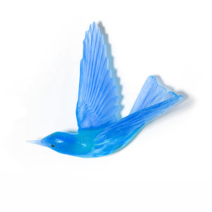 Korimako - wings back / Bellbird
