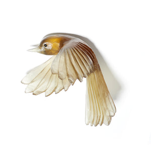 Pīwakawaka / Fantail - wings down